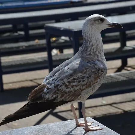 Apartments Dida Apartment