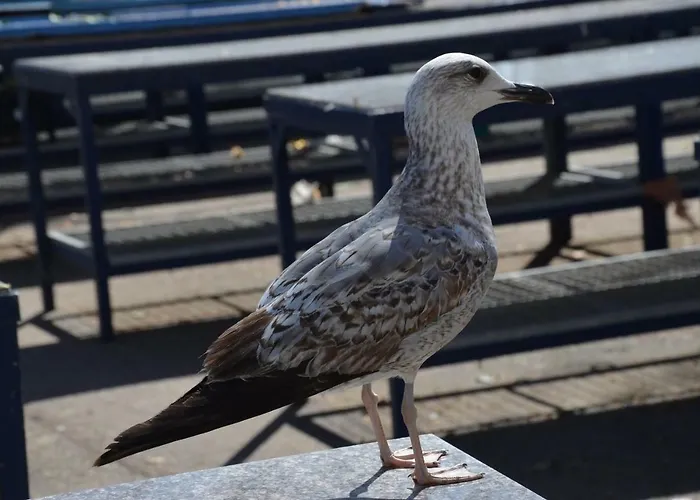 DoLa Split Apartamento